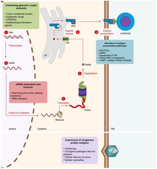 Biomedicines 10 01842 g001 550