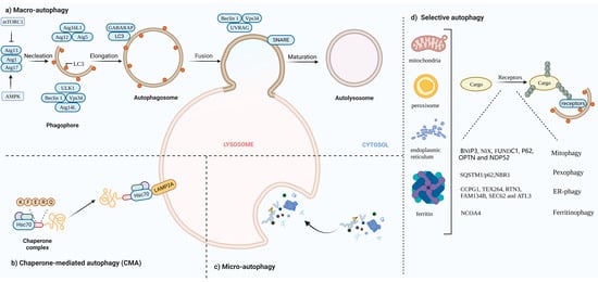 Cells 11 02324 g001 550