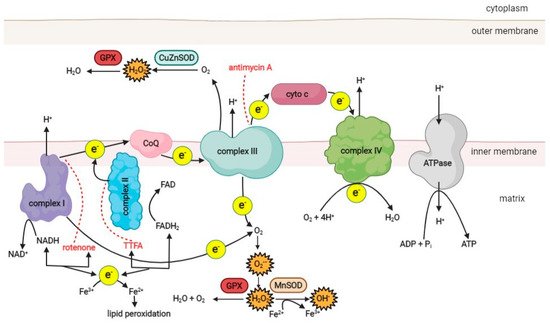 Antioxidants 11 01473 g001 550