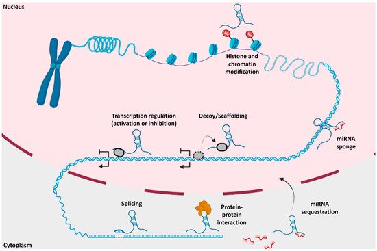 Ncrna 08 00059 g003 550