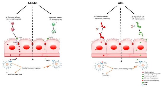 Cells 11 02389 g001 550