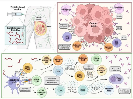 Vaccines 10 01249 g002 550