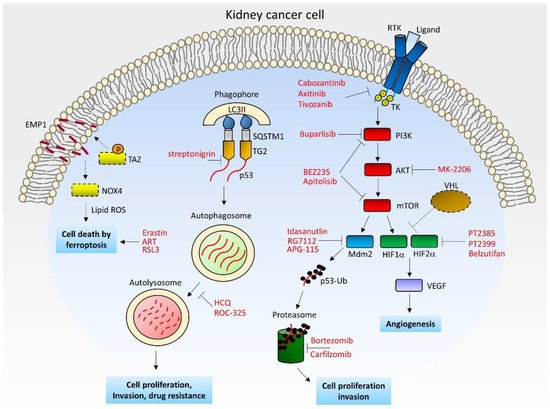 Cancers 14 03616 g001 550