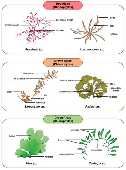 Marine Autotroph-Herbivore Synergies | Encyclopedia MDPI