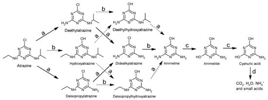 食品 11 02416 g004 550