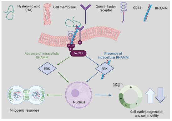 Polymers 14 03442 g003 550
