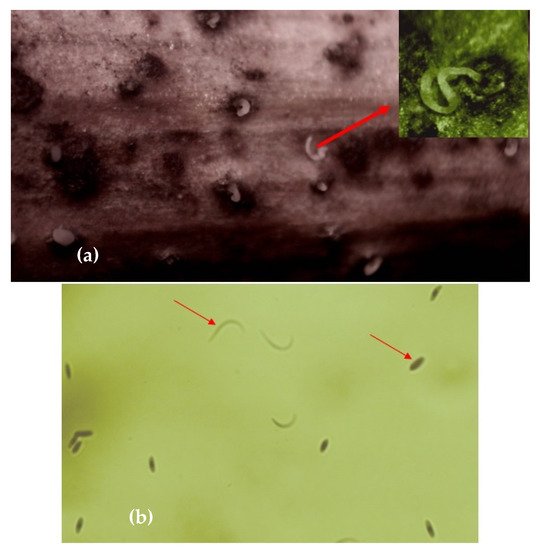 Pathogens 11 01006 g006 550