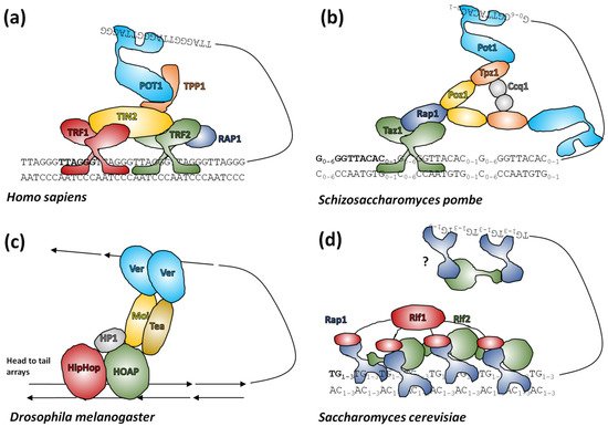 Genes 13 01663 g005 550