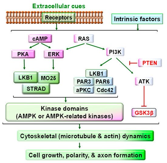 Cells 11 02861 g002 550