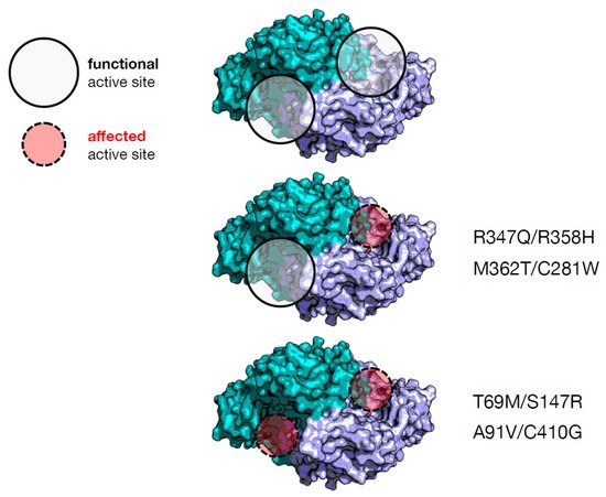 Ijms 23 11238 g003 550
