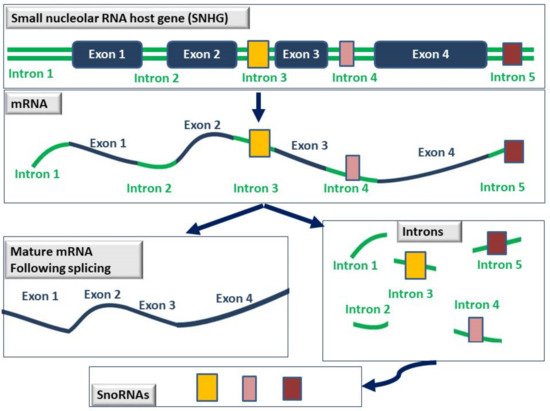 Cancers 14 04528 g003 550