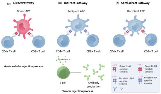 Immuno 02 00035 g001 550