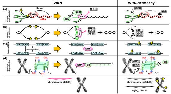 Genes 13 01802 g001 550