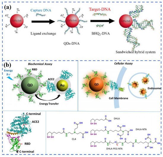 Biosensors 12 00862 g002 550