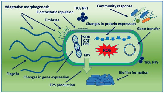 Nanomaterials 12 03616 g004 550