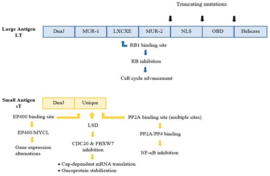 Cancers 14 05548 g002 550
