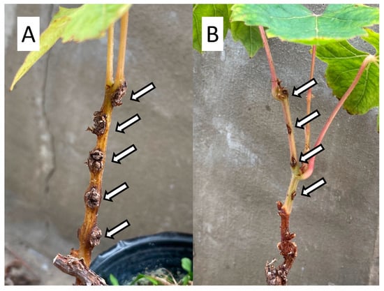 Applmicrobiol 02 00075 g003 550