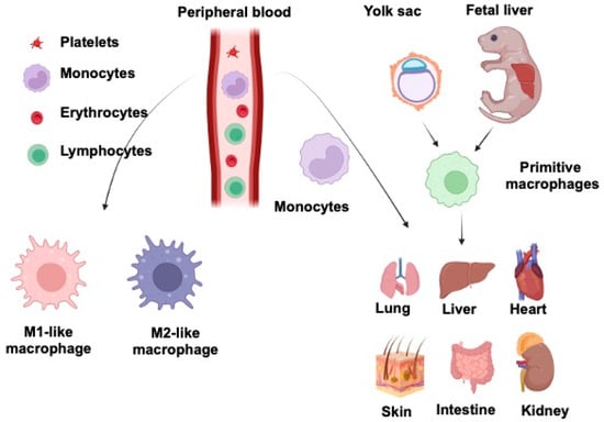 Cells 11 03592 g002 550