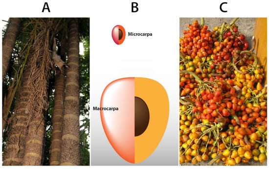 Plants 11 03134 g002 550