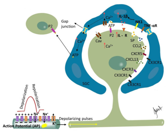 Biomolecules 12 01753 g002 550