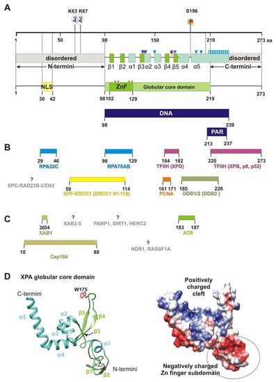 Cells 11 03723 g001 550