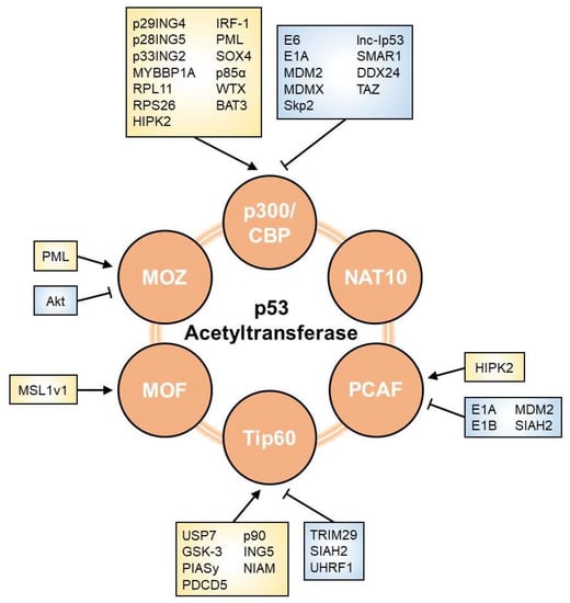 Regulators of p53 Acetylation | Encyclopedia MDPI