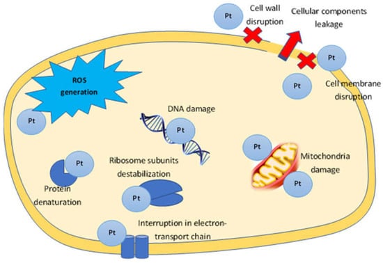 Jfb 13 00260 g004 550
