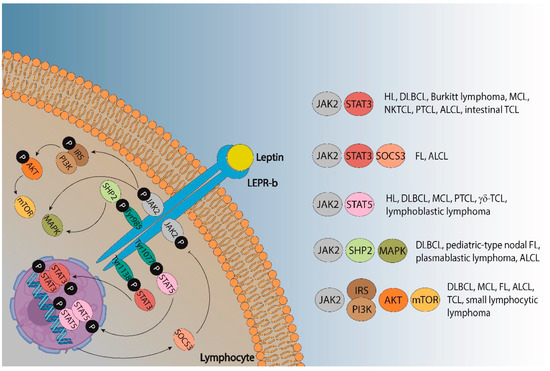 Ijms 23 15530 g002 550