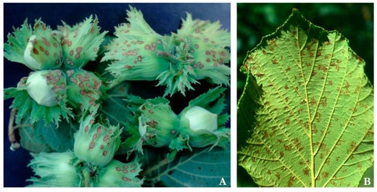 Horticulturae 08 01195 g002 550