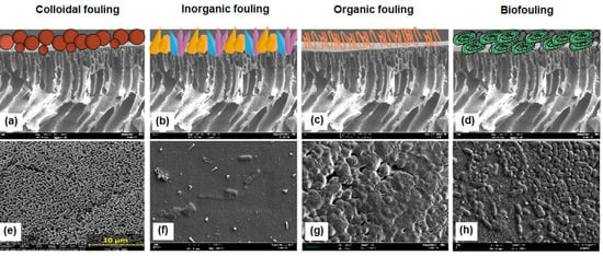 Membranes 12 01276 g001 550