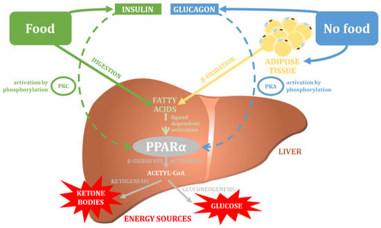 Nutrients 14 05378 g004 550