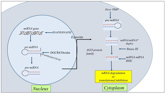 Cancers 15 00054 g002 550