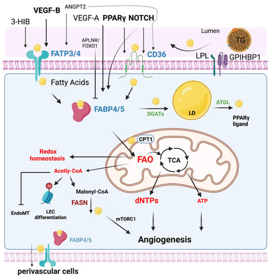 Genes 13 02301 g001 550