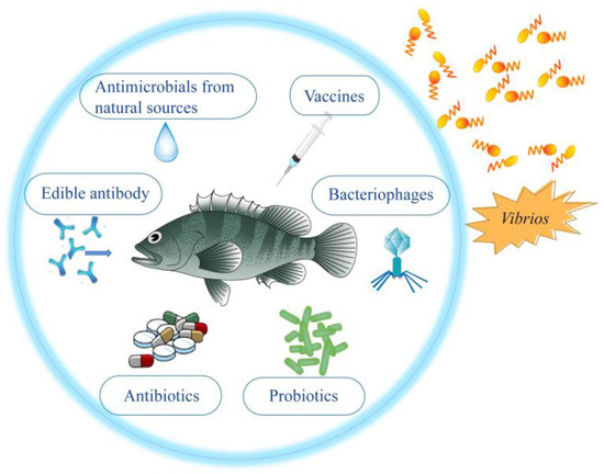 Vaccines 11 00098 g001 550