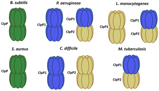 Bacteria 02 00002 g001 550