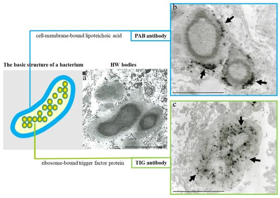 Microorganisms 11 00289 g003 550