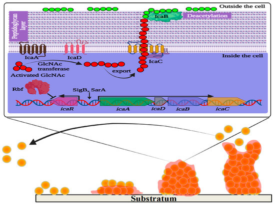 Pharmaceutics 15 00310 g001 550