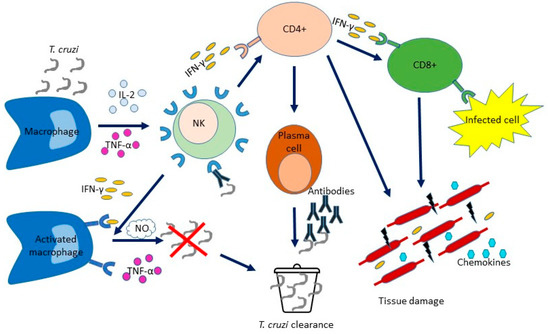 Pathogens 12 00282 g002 550