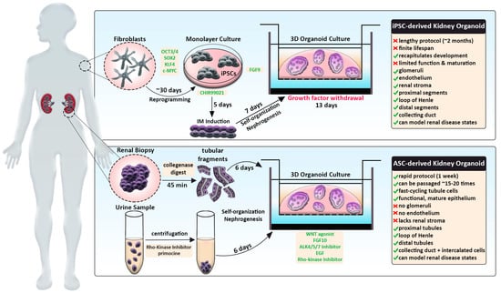 Cells 12 00549 g001 550