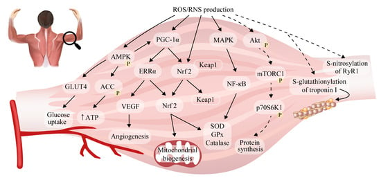 Antioxidants 12 00501 g002 550