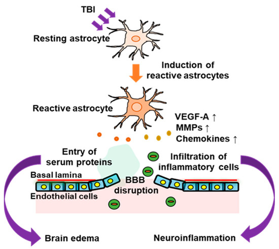 Pathophysiological Responses Of Astrocytes To Traumatic Brain Injury ...