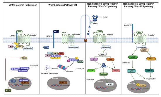 Ijms 24 05276 g003 550
