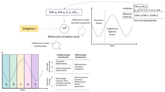 Ijms 24 05635 g003 550