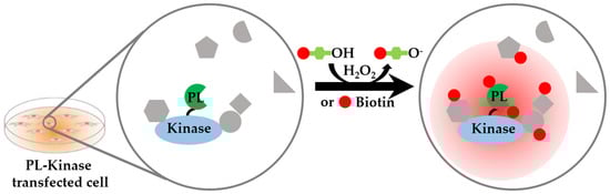 Cells 12 00925 g006 550