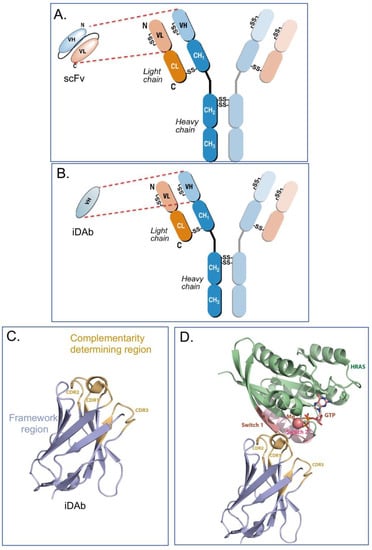 Antibodies 12 00024 g001 550