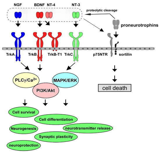 Life 13 00647 g001 550