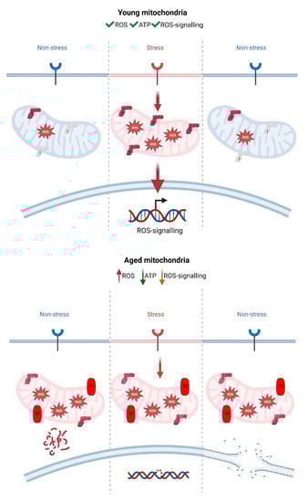 Antioxidants 12 00831 g004 550