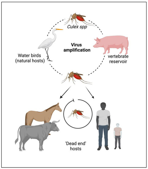 Vaccines 11 00742 g001 550