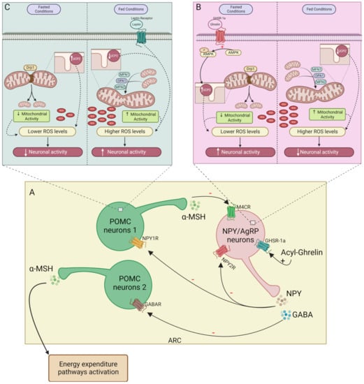 Biomedicines 11 00446 g001 550