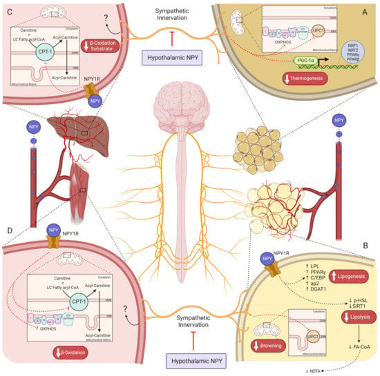 Biomedicines 11 00446 g002 550